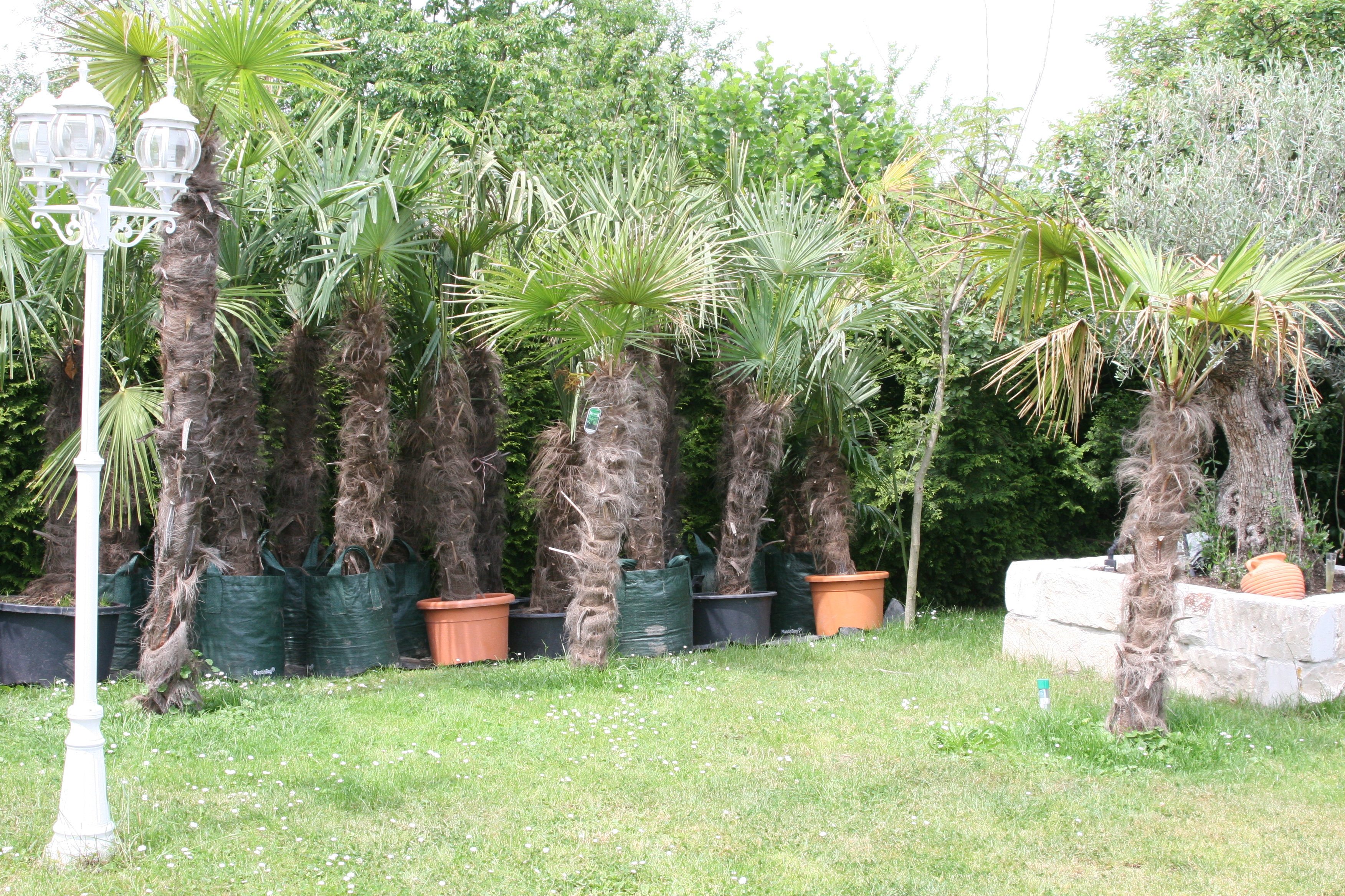 Trachycarpus fortunei