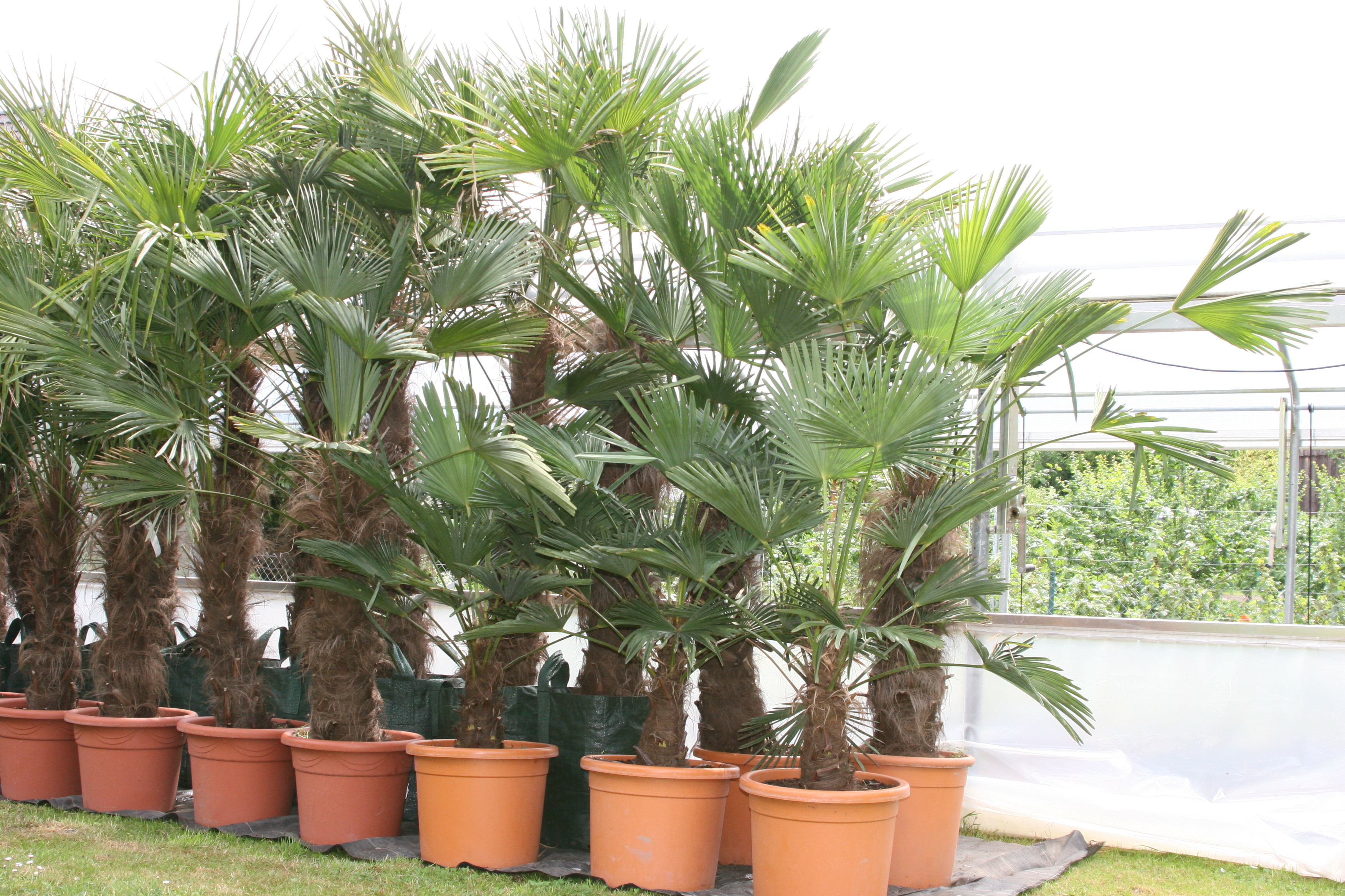 Trachycarpus wagnerianus