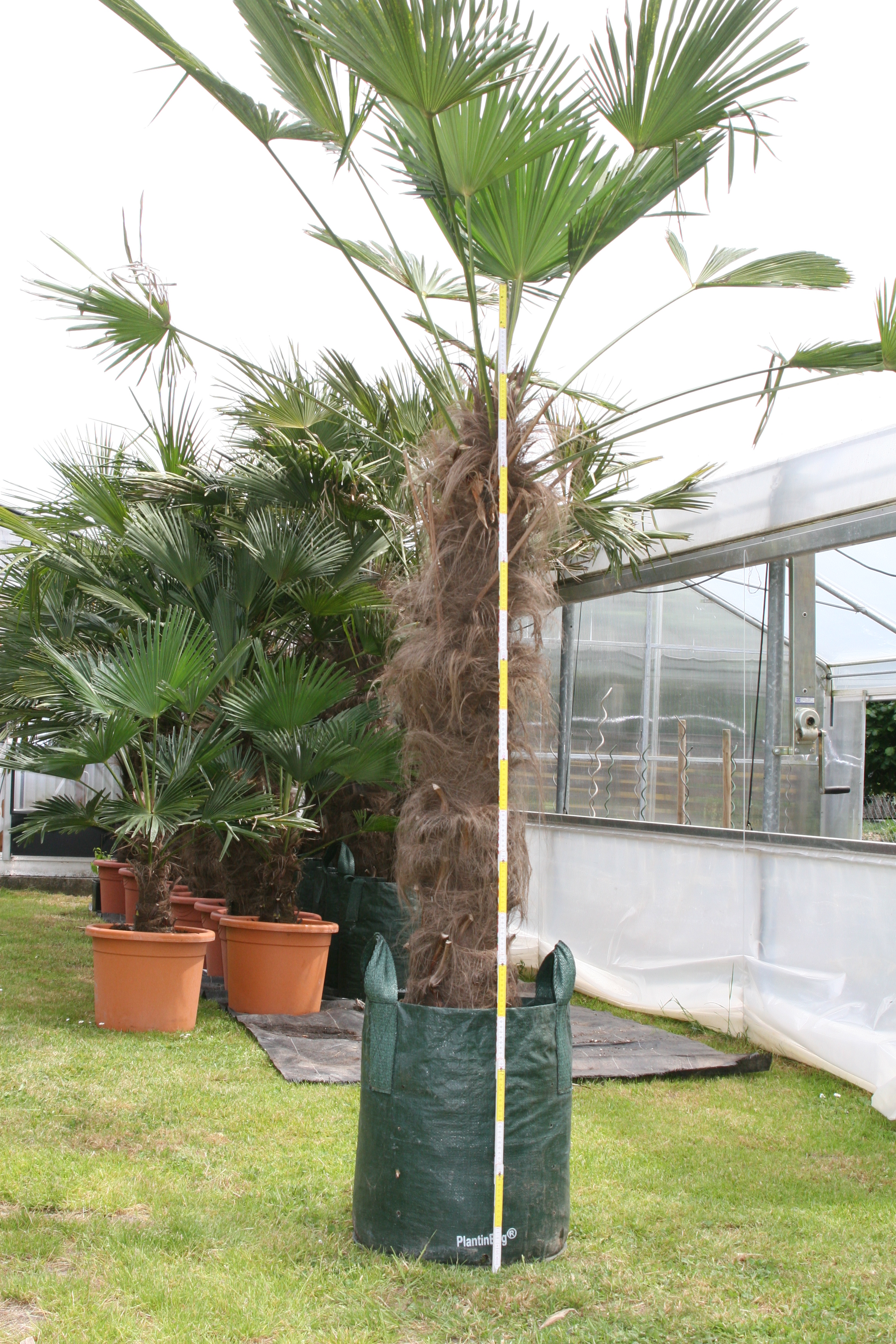 Trachycarpus wagnerianus