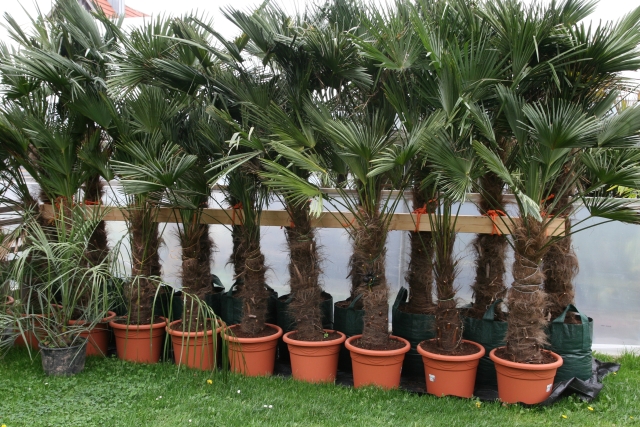 Trachycarpus wagnerianus