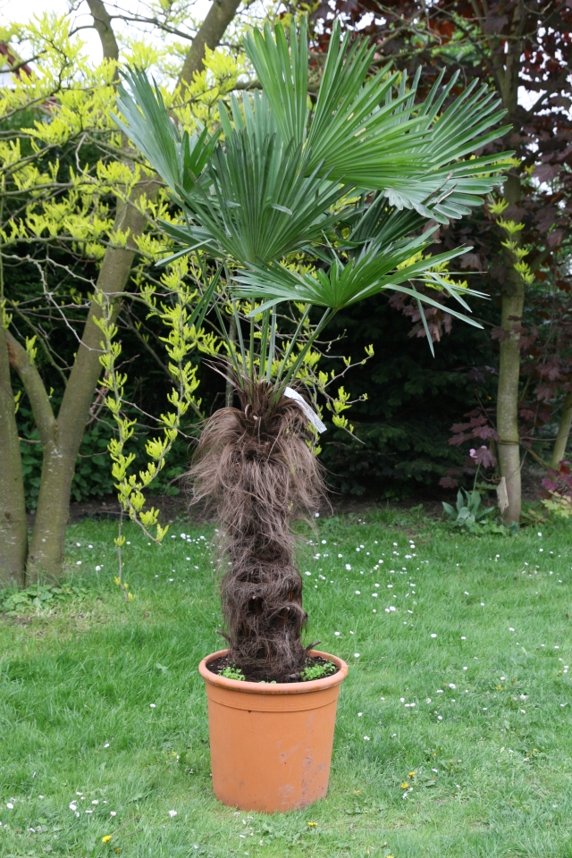 Trachycarpus wagnerianus
