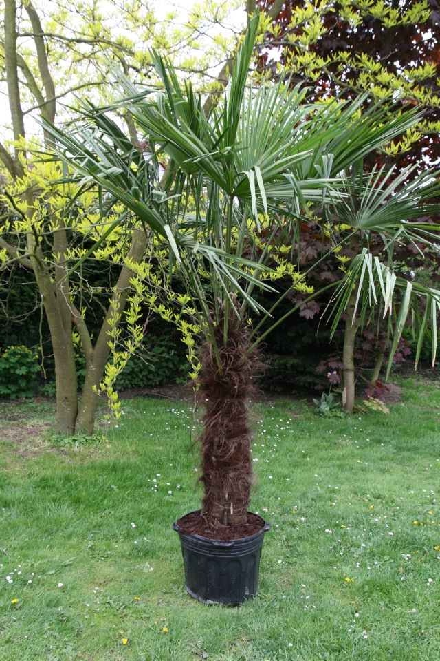 Trachycarpus fortunei