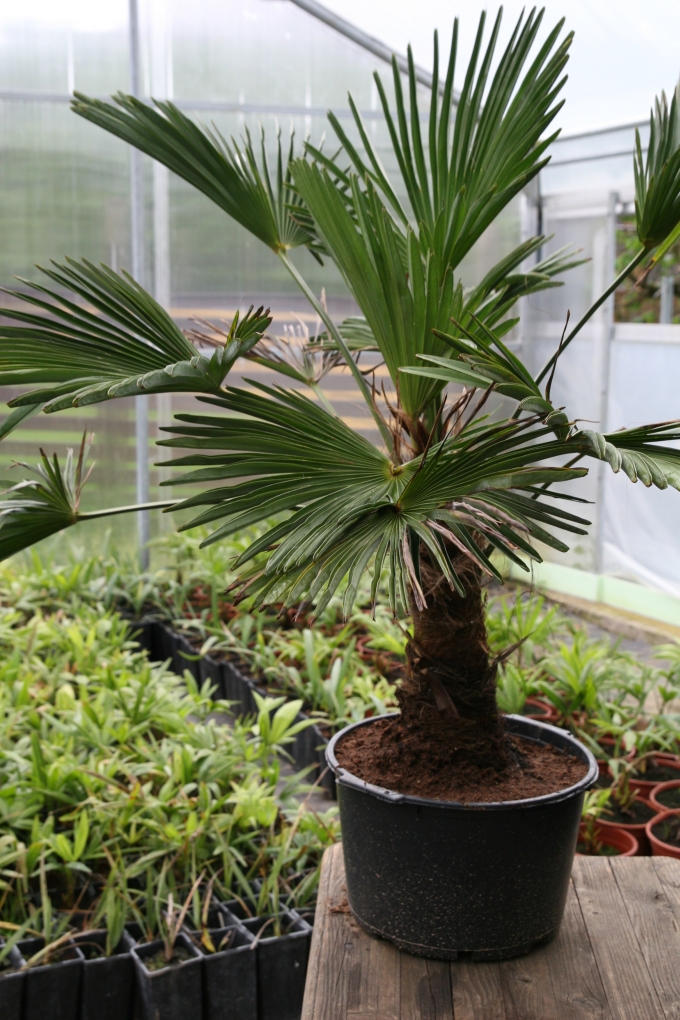 Trachycarpus wagnerianus